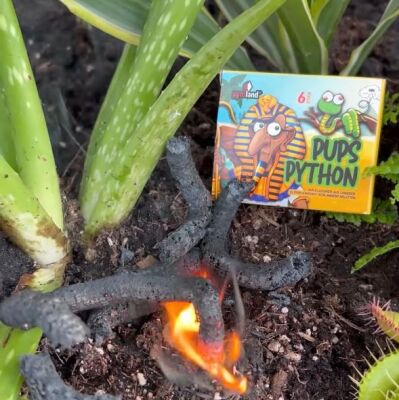 Pups Python im Dschungelcamp gesichtet! - Pyroland Pups Python breitet sich aus