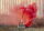 Reib Rauch 60s, Rot