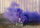 Reib Rauch 60s, Violett