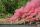 Power Smoke Pink 60s